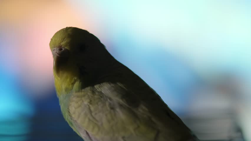 A blue budgie perched on its cage watching a blurred television in the background in cozy home setting