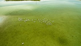 Aerial view of a group of pelicans by the beach in Fort DeSoto County Park in St. Petersburg, Florida. - Powered by Shutterstock - Get 15% off with code: PIKWIZARD15