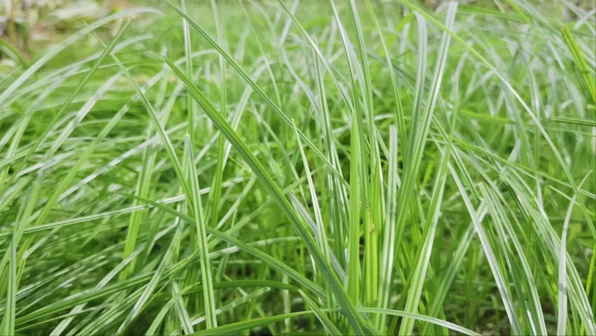 Carex oshimensis, the Japanese sedge grass, arching variegated leaves, Cyperus genus creating an elegant textured ground for ornamental landscapes, flowing foliage green grass blown by the wind
