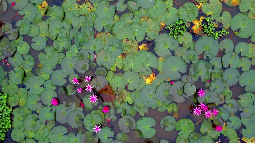 Aerial view of vibrant pink water lilies blooming amidst a dense pond of green lily pads and foliage.