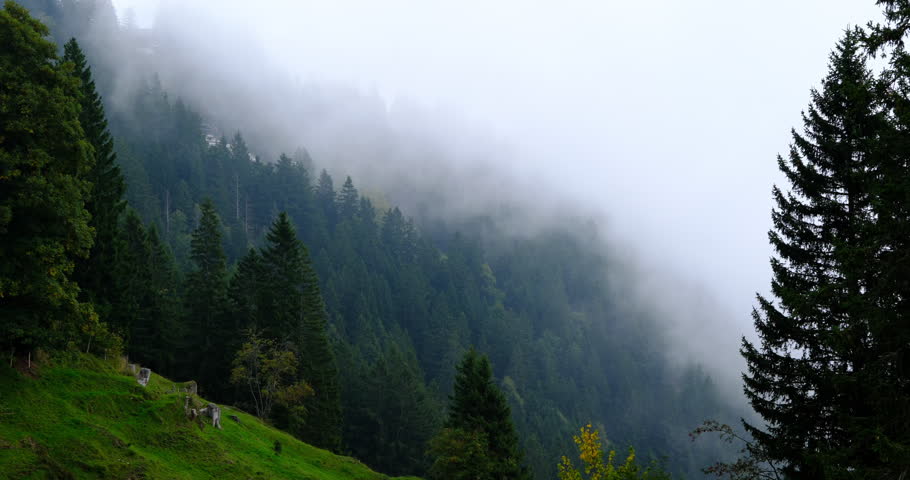Foggy, deep-green spruce forest on slope of Rigi mountain in Switzerland on overcast day