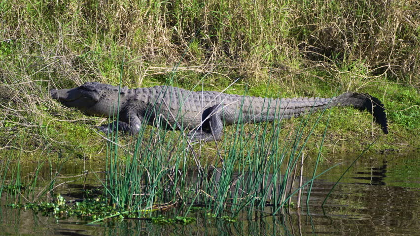 Alligator in Florida natural environment. Reptilian predator native to USA south on riverbank in Florida wetlands.