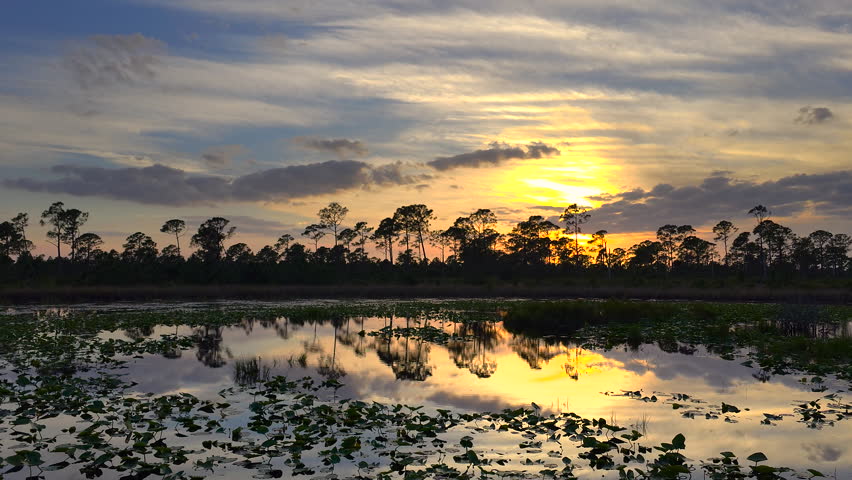 Florida evening nature. Wetland lake vegetation with lily pads at sunset