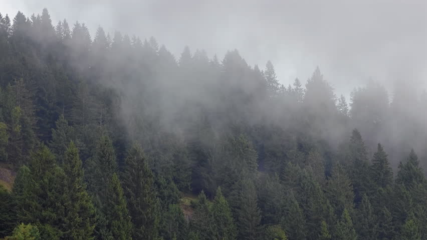 Dense coniferous forest with fog on mountain slope in Rigi, Switzerland