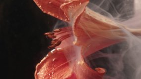 Vertical video. Floral paint. Color mix. Defocused wet red lily flower pink blue smoke water splash floating on abstract art dark black background. - Powered by Shutterstock - Get 15% off with code: PIKWIZARD15