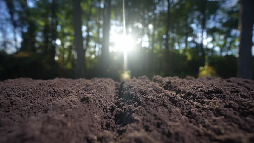 Fertile soil and humus. Closeup of dirt and clay in farm field. Soil for planting. Cultivated land. Fertile soil with compost. Soil background. Cultivation of healthy earth. Melioration concept.