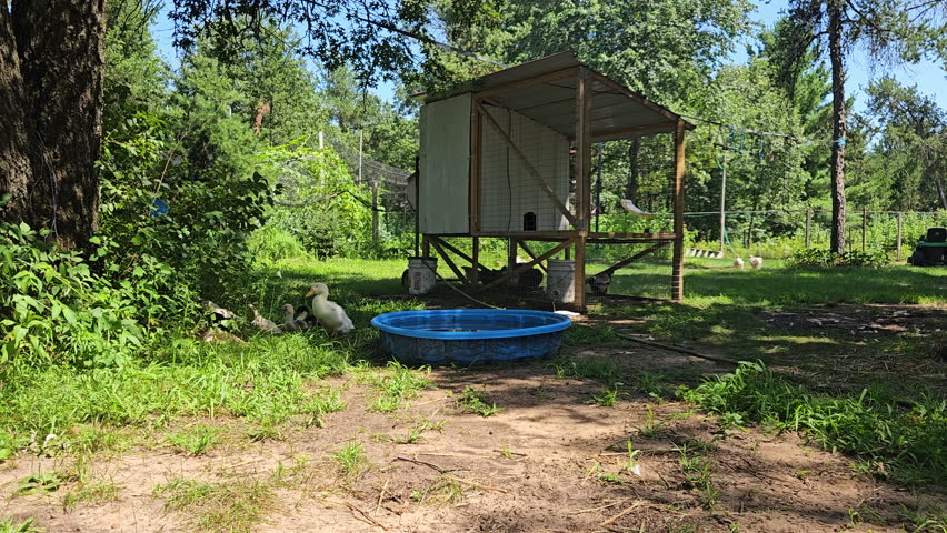 Mobile chicken coop with few hens inside while cage free ducklings or young ducks relaxing in shadow under tree after taking first bath in baby pool