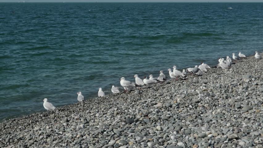 Group of white and black seagulls standing and resting on rocky pebble beach shoreline beside calm blue-green water, natural coastal wildlife scene in daylight.