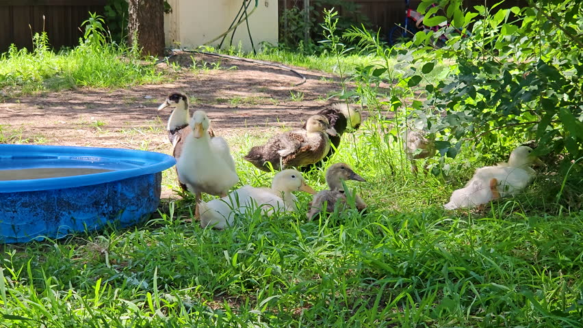 Ducklings or young ducks drink water or relax next to baby pool as animals strolling in backyard after released from coop to be free range raised