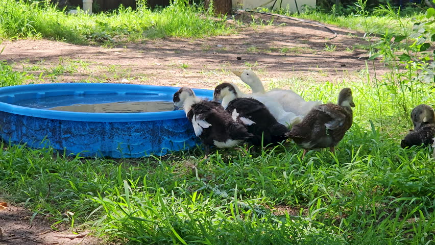Ducklings or young ducks drink water from baby pool as animals strolling in backyard after released from coop to be free range raised