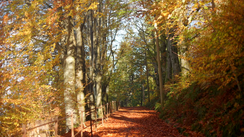 Static view of a sunlit path framed by autumn trees in Fjellveien, Bergen