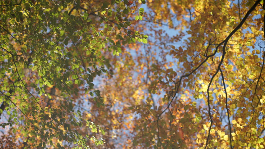 Static shot of sunlit trees showing strong autumn color.