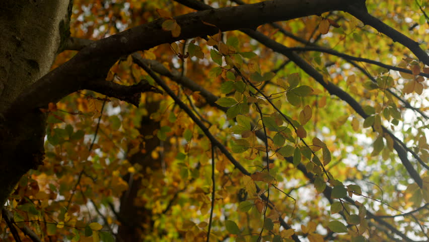 Static medium view of autumn trees with beautifully colored foliage
