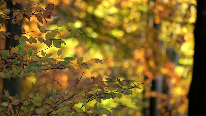 Static shot of dense autumn foliage in warm afternoon light