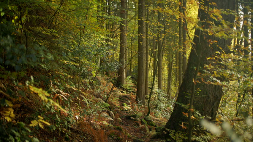 Forest path leading into a quiet forest filled with tall trees and colored leaves in the autumn