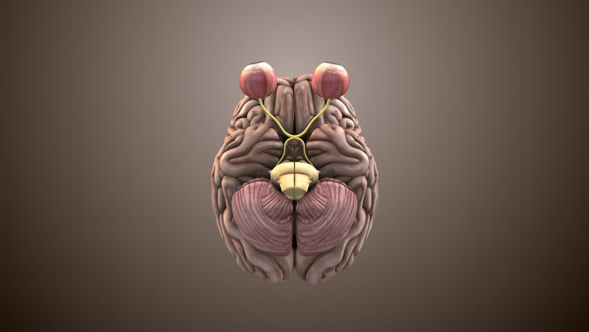 Visual Nerve Path Connecting Eye and Brain