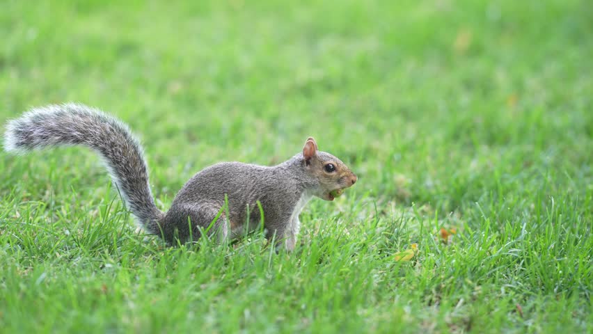 Funny Squirrel searching food. Little squirrel chewing nut. Wildlife squirrel moment. Squirrel standing in field. Rodent in green grass.