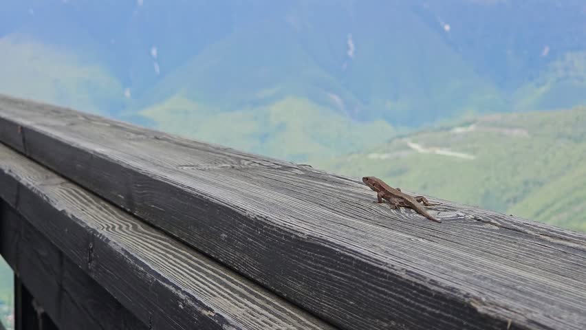 Lizard is sitting on a wooden railing. The railing is on a bridge near Mountain range with a forest
