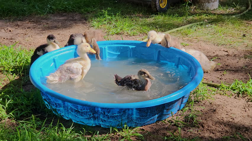 Dirty ducklings taking first bath in kiddy pool after animals being own raised from incubated eggs for backyard cage free organic farm