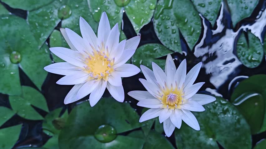 Beautiful blooming purple lotus with green leaves and small blooming white flower in a pond.	