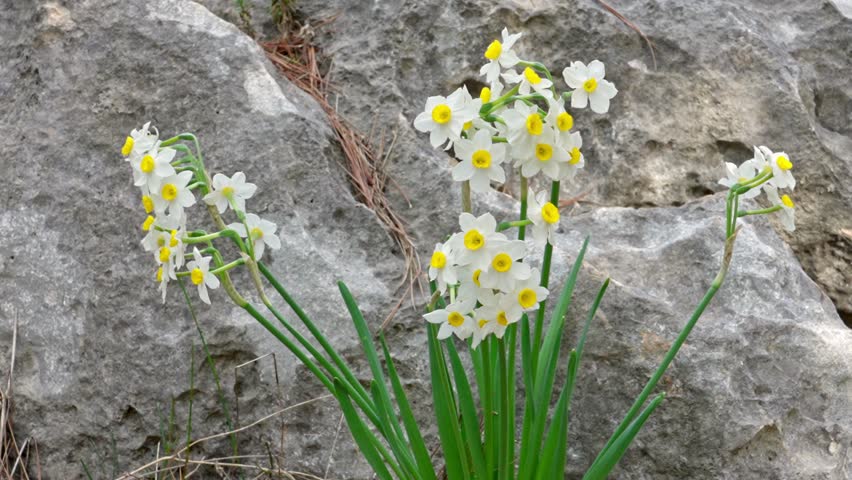 Bunch-flowered narcissus in winter bloom on Mount Carmel, Israel