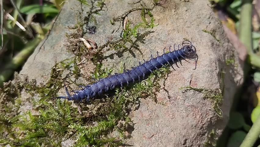 a dark blue centipede crawling over a rock surface covered in green moss