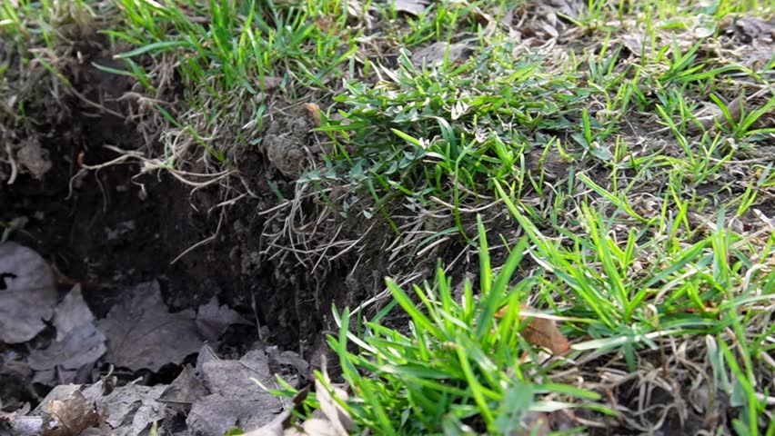 A small depression in the ground, inside of which there are dry fallen leaves.Green grass grows along the edges of the depression, as well as the roots of plants that are visible inside the pit.FullHD