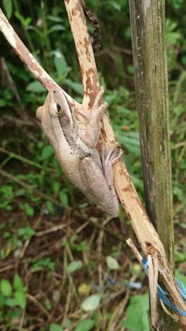 Striped tree frog (Polypedates leucomystax), also known as the tree frog or banana frog