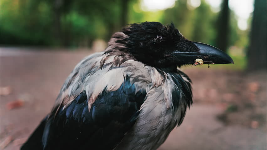 Black little baby crow seating on a road in a green park in summer
