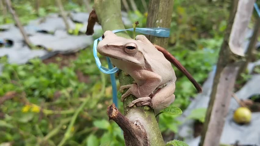Striped tree frog (Polypedates leucomystax), also known as the tree frog or banana frog