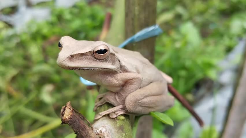 Striped tree frog (Polypedates leucomystax), also known as the tree frog or banana frog