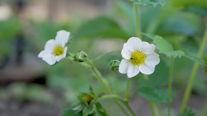 White strawberry flower with yellow center and green leaves around. Early stage of fruit development in garden. First sign of fresh produce growth, leading to ripening strawberries and future harvest