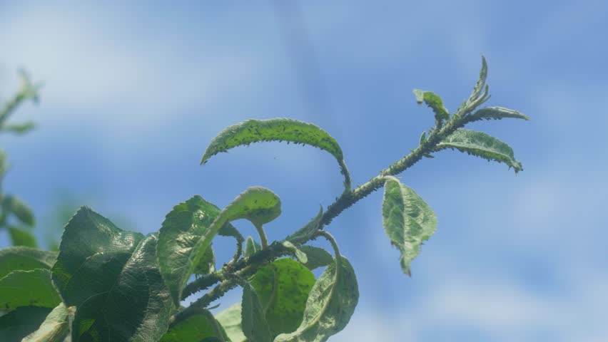 Aphid insects sit on the leaves of an apple tree against a blue sky. They are small and green, feeding on the sap of the tree, which can weaken the plant over time
