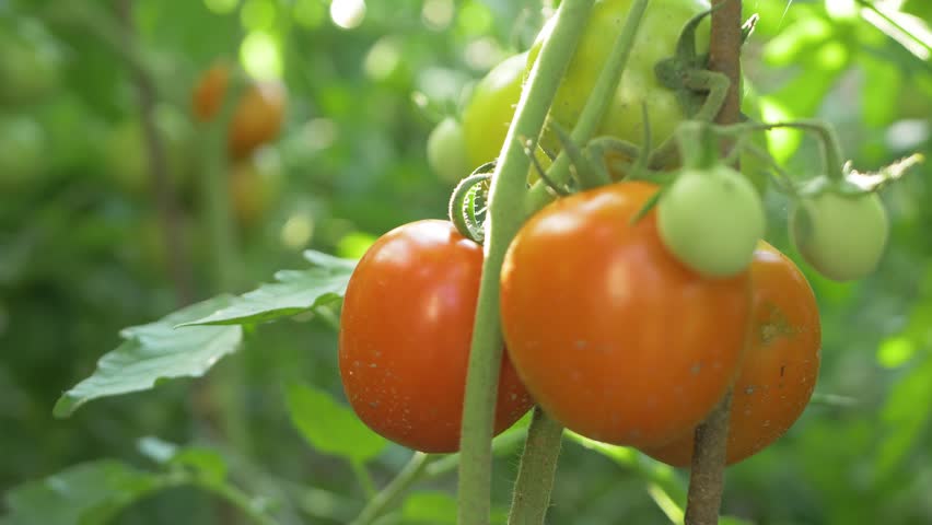 Gardener picks ripe tomato from plant, using scissors for precision. Home vegetable garden offers fresh, naturally grown crops, promoting healthy eating with flavorful, sun ripened produce
