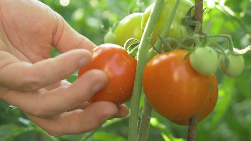 Gardener picks ripe tomato from plant, using scissors for precision. Home vegetable garden offers fresh, naturally grown crops, promoting healthy eating with flavorful, sun ripened produce