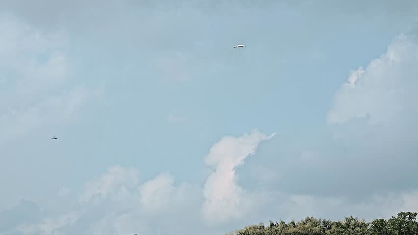 A flock of white egrets taking flight from trees over the rice fields, gracefully soaring into the open sky.
