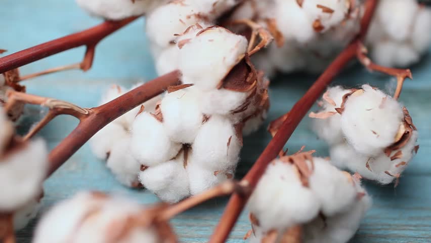 Detailed close-up of dry cotton bolls on branches, highlighting textures and colors, as the camera pans smoothly to capture the beauty of the scene