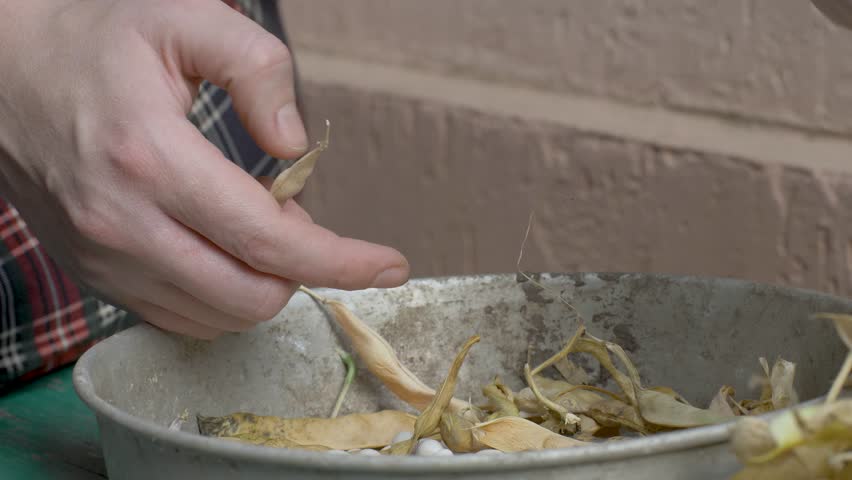 Hands skillfully remove beans from dry pods. Metal bowl contains opened pods and scattered beans. Wooden surface, weathered by time, reflects diligent rural work during harvest