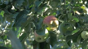 Cluster of green red apples on branch in lush garden. Represents fresh produce at its peak ripeness. Apples reflecting careful cultivation and sustainable approaches to farming - Powered by Shutterstock - Get 15% off with code: PIKWIZARD15