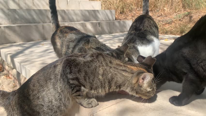 Wild street cats sharing food on a warm summer afternoon