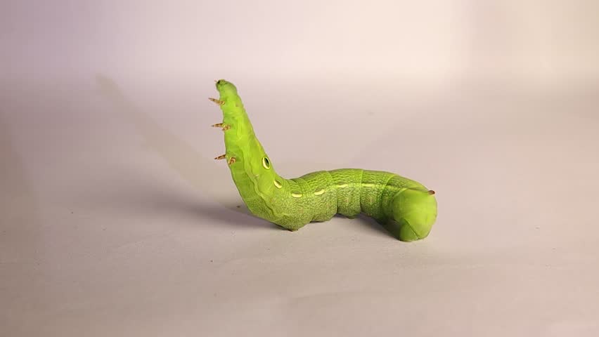 Close-up Green Elephant Hawk-moth caterpillar extending its body in an exploring posture isolated on white background, ideal for nature education, insect identification and scientific documentary use.