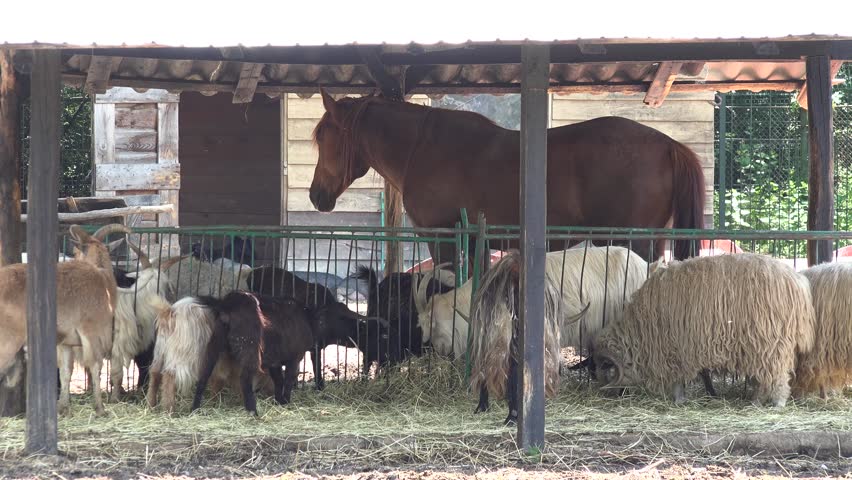Horse, Sheep, Goats Sitting in Stall, Barn Stable in Village at Countryside, Farming, Farmland