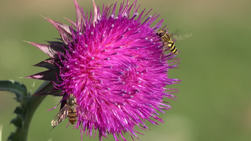 Flying Bumble Bees Insects Collecting Pollen on Thorns Flower, Pollinating Thistles, Mountains Desert Medicine Plants, Bumblebee