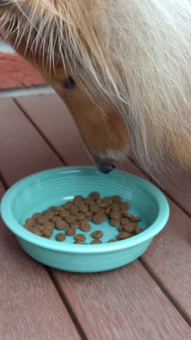 Close-up shot of a dog chewing beside a turquoise pet food bowl on a wooden deck, briefly moving its head out of frame.