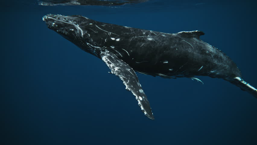 Detailed underwater view showing whale’s texture as it swims close by