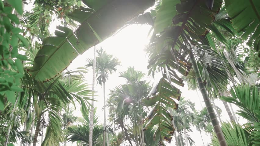 Sunlight breaking through lush tropical palm leaves in Goa, India. Cinematic upward view of dense jungle canopy with banana and palm trees moving gently in the wind. Peaceful tropical nature backgroun