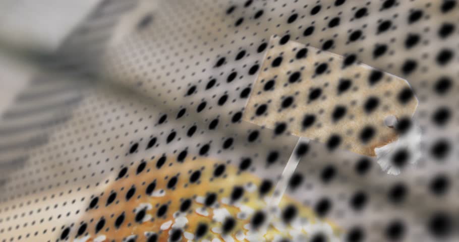 Halftone sweep revealing sesame bun, frame moving down, cheese melting, layers showing for food ad. Sandwich, gourmet, crispy, gooey, tomato, lettuce, toothpick