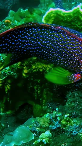 Coral Grouper Fish Swimming Near Coral Reef - Close Up, Vertical Shot
