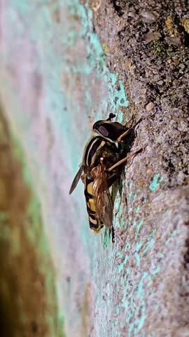 Static vertical macro of a bee-mimicking hoverfly resting on a textured wall.