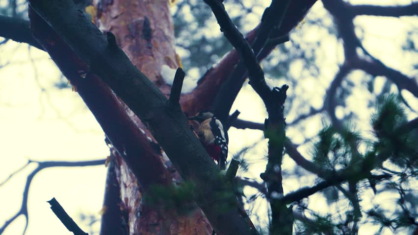 Close-up view of a great spotted woodpecker perched on a tree, pecking the bark in its natural forest habitat. Detailed wildlife behavior captured in a calm, documentary-style scene.